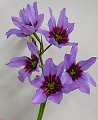 Leucocoryne  Caravel